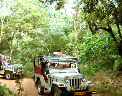 Jungle Safari,Amba